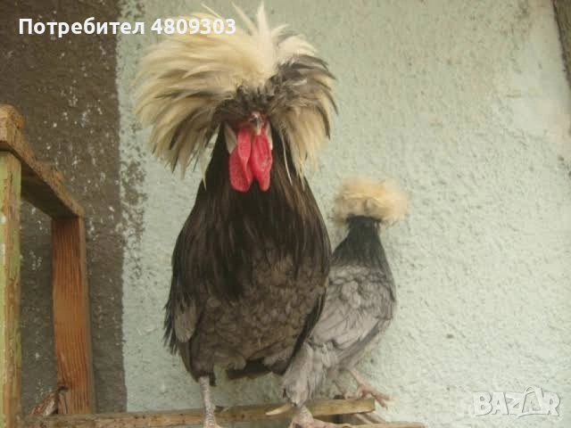 Кокошки, снимка 1 - Кокошки и пуйки - 54408784