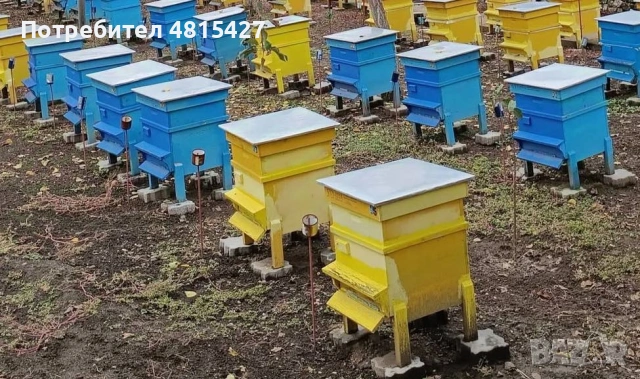 Продавам презимували пчелни и отвотки
