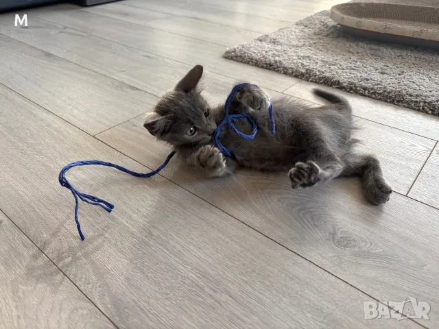 Коте - 2 месеца, снимка 4 - Руска синя котка - 55627241