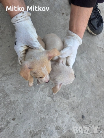 Малки пухкави щастия търсят своя нов дом! 🐾, снимка 5 - Чихуахуа - 54194641