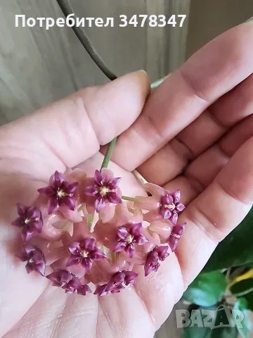 Хоя Cinnamomifolia var.purpureofusca, снимка 2 - Стайни растения - 55672254