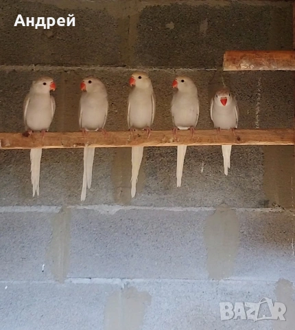 Малки Александри , снимка 3 - Папагали - 55063639