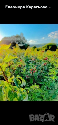 Разсад ягоди и малини, снимка 8 - Разсади - 54104995