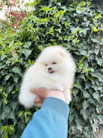 Померан мини момиче с всички ваксини