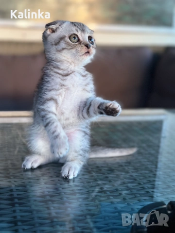 Мъжко шотландско клепоухо сребърно котенце , снимка 9 - Други - 55096948