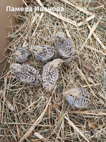 пъдпъдъци на 10 дни 