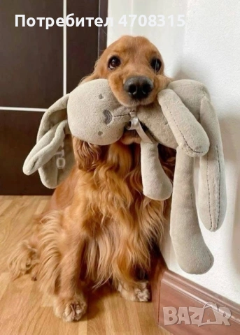 Кокер шпаньол игриво момче ваксина, снимка 11 - Кокер шпаньол - 54226067