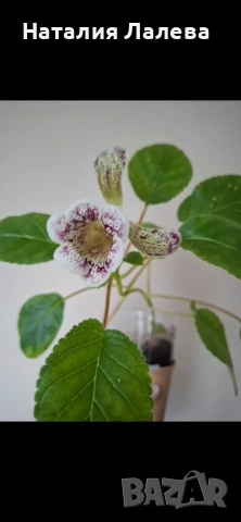 Синингия, Sinningia HCY'S FREEZING RAIN, снимка 2 - Стайни растения - 54288041