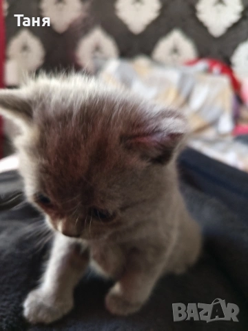 Британски котенца 