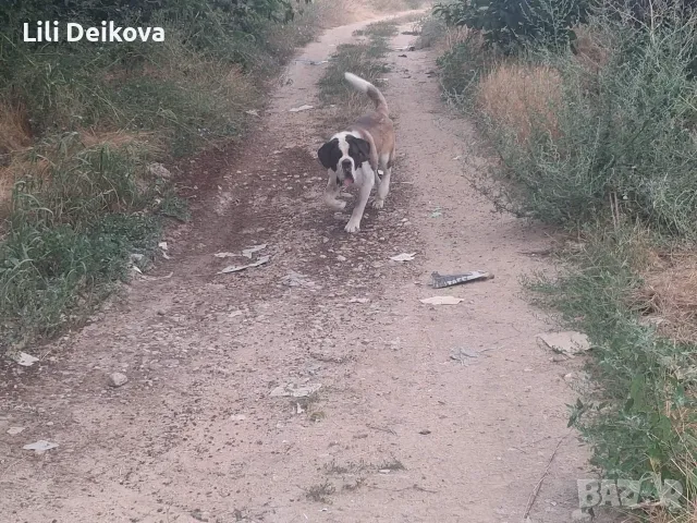Санбернар мъжки късокосмес за разплод.