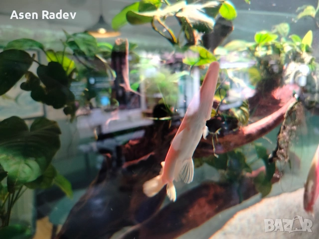Albino Alligator Gar fish., снимка 4 - Рибки - 55052535