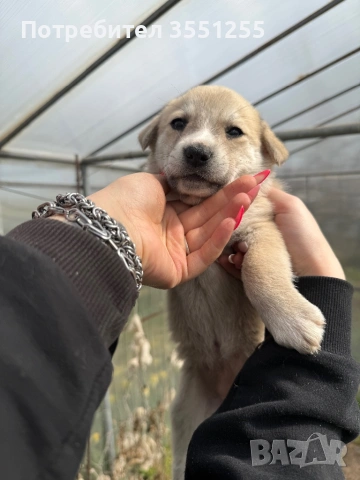 Подаряват се 