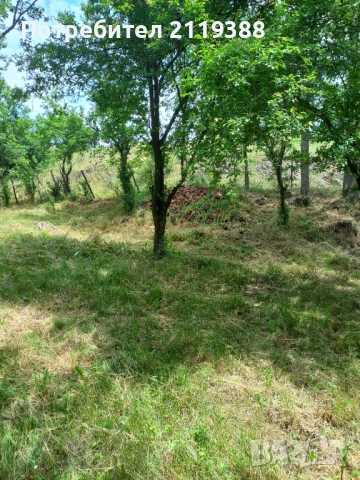 Дърва за огрев,ясен,акация и сливи, снимка 2 - Дърва за огрев - 54808452