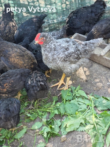 Продавам ярки и пилета, снимка 2 - Кокошки и пуйки - 54312689