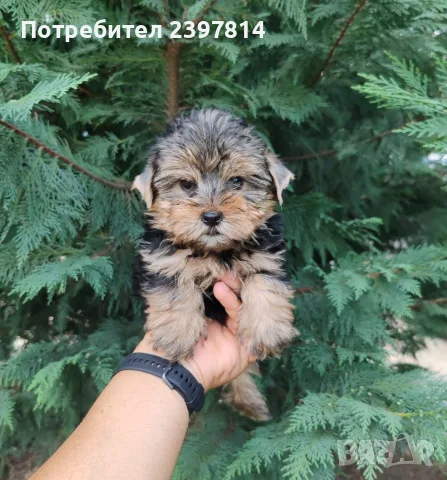 Йоркширски териер - мъжко, снимка 3 - Йоркширски териер - 55400408