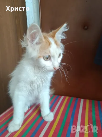 Подарявам котенца , снимка 3 - Други - 55329339