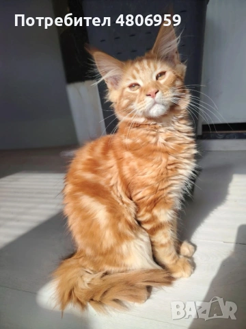 Топ цена! Мейн Куун 