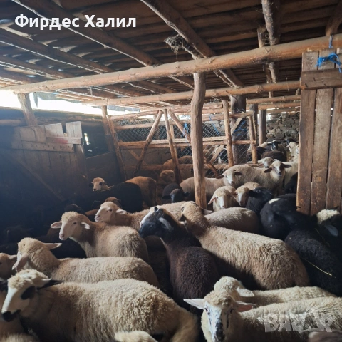 Продавам, снимка 3 - Овце - 54404098