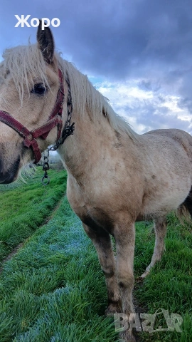Тежковоз першерон женски