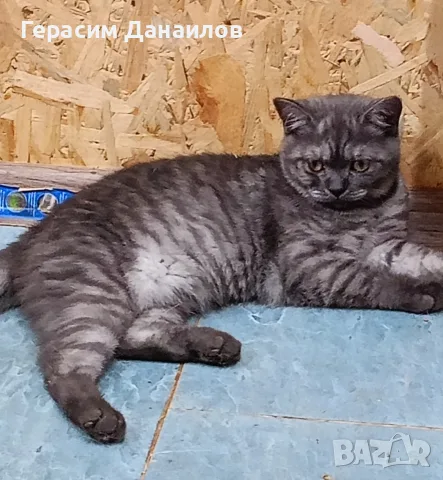 шотландска правоуха, снимка 5 - Британска късокосместа - 54834887