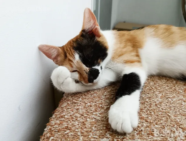 Подарявам малко котенце/ Kleine Katze zu verschenken, снимка 3 - Други - 55603213
