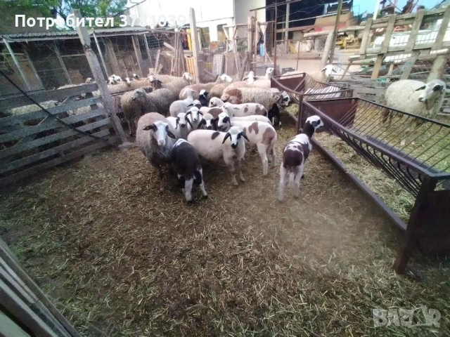 Продавам агнета , снимка 2 - Овце - 54362337