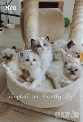 Ragdoll рагдол/регдол  котe / котета