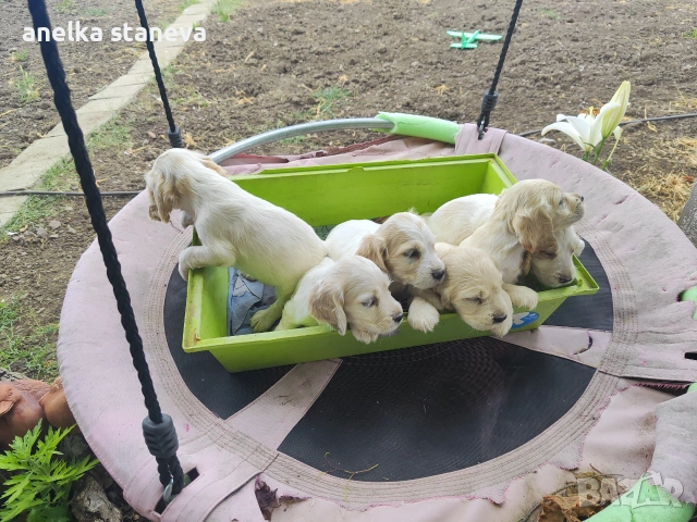 Продават се кокер шпаньоли, снимка 5 - Кокер шпаньол - 49042795
