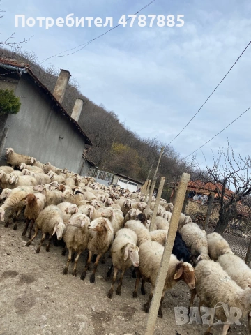 Продавам стадо овце 150бр, снимка 3 - Овце - 54093916