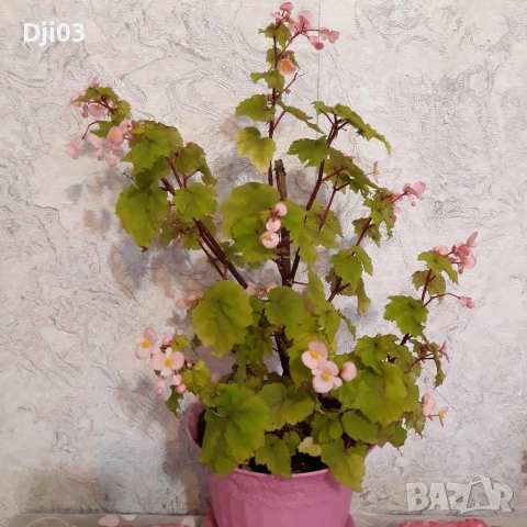 Бегония Grandis, снимка 2 - Стайни растения - 54974780