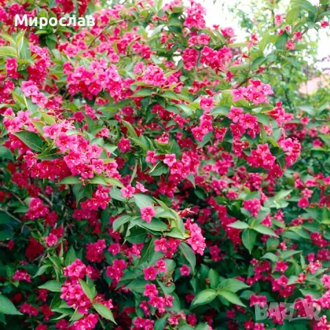 Продавам декоративни храсти Вейгела   , снимка 14 - Градински цветя и растения - 54543300