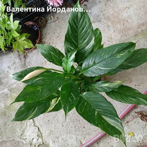 разкошен спатифилом диамант няколко корена в саксия 
