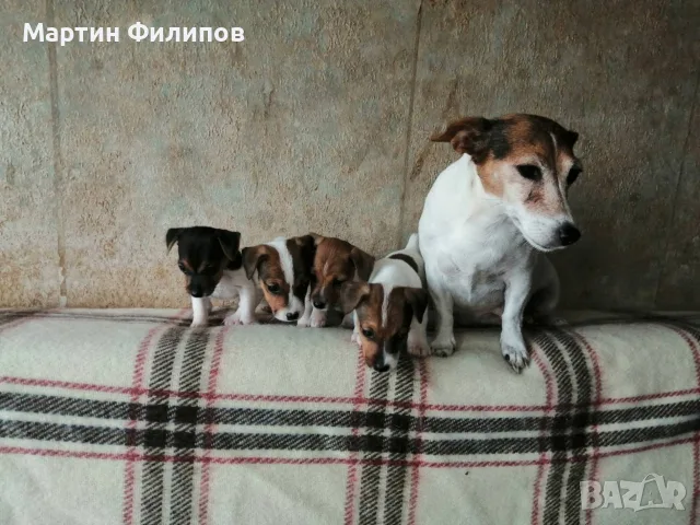 Продавам малки джак ръсел териери , снимка 2 - Джак ръсел териер - 55316402
