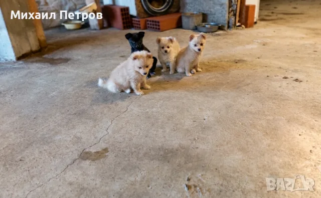 ​🐾  Помчи (Померан + Чихуахуа) , снимка 2 - Померан - 55328999