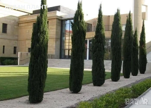 Кипарис "Тотем"