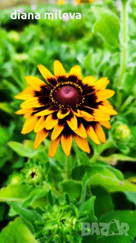 Рудбекия, Rudbeckia hirta pawnee spirit gold black eye