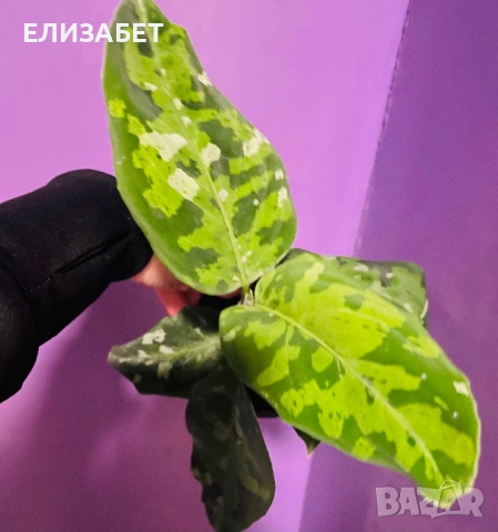 Агляаонева трикольор