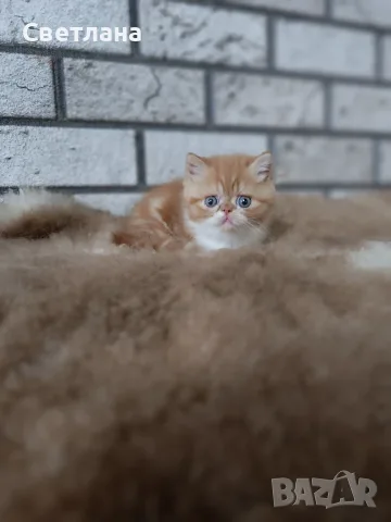 Екзотично късокосместо коте 😻, снимка 7 - Персийска - 55327112
