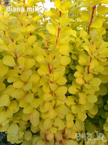 Берберис Мария, Berberis thunbergii ‘Maria'!!!, снимка 3 - Градински цветя и растения - 55016079