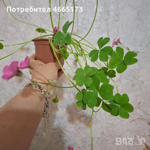 Оксалис /Детелина Бяла и Розова , снимка 17 - Градински цветя и растения - 54510708