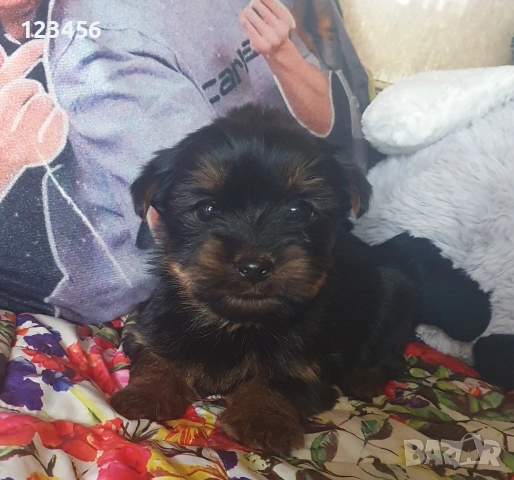 Малко мъжко йорки 