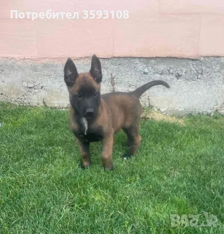 Чистокръвни кученца порода Малиноа 