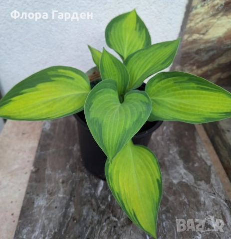 МНОГОГОДИШНИ ЦВЕТЯ, снимка 7 - Градински цветя и растения - 54414684