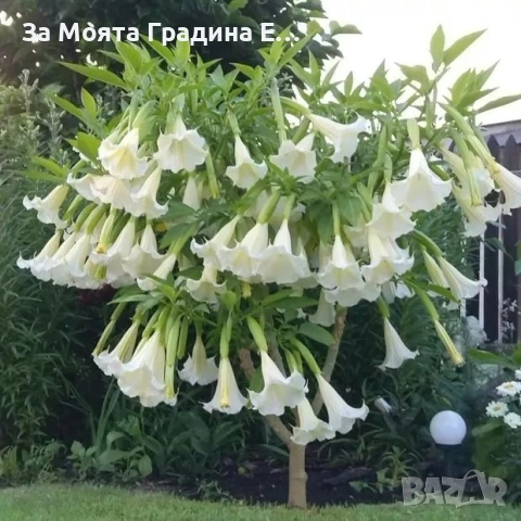 Бругманзия - Ангелски Тромпет , снимка 9 - Градински цветя и растения - 54731556