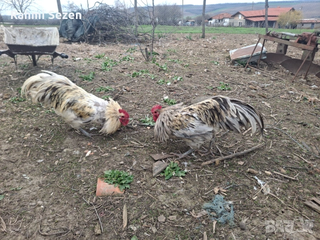 Разплодни яйца , снимка 3 - Кокошки и пуйки - 54167827