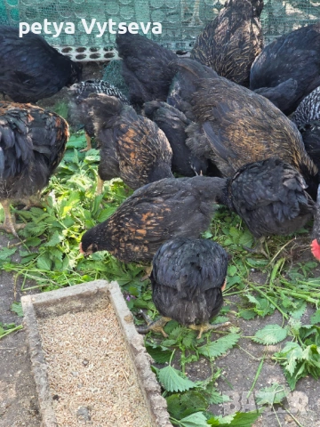 Продавам ярки и пилета