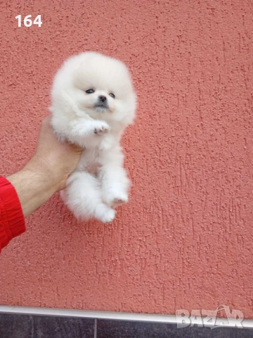 Женски бял мини Померан. Реални снимки от 09.04.26 г., снимка 4 - Померан - 54149261