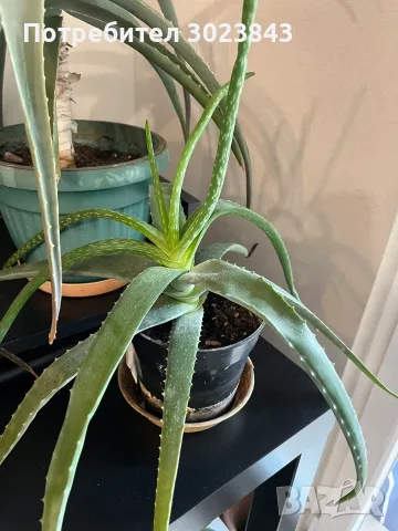 Продавам Алое Вера (Aloe Vera) , снимка 5 - Стайни растения - 55415775