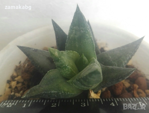 Хавортия (Haworthia rigida), сукулентно растение