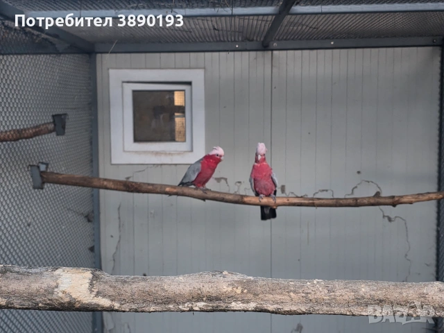 Двойка розово какаду , снимка 3 - Папагали - 55148849